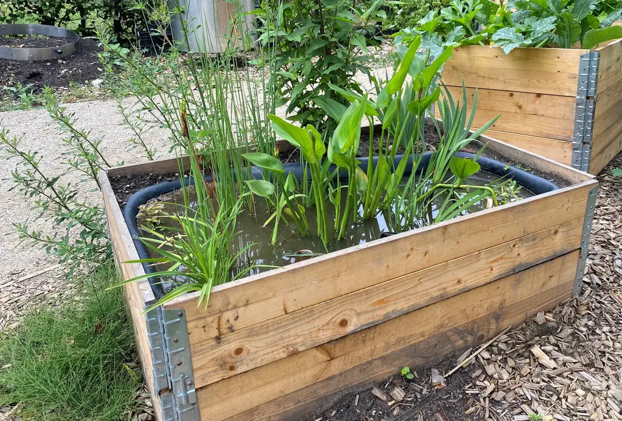 Ein **sumpfbeet anlegen** in einem Holzrahmen mit Wasserpflanzen.