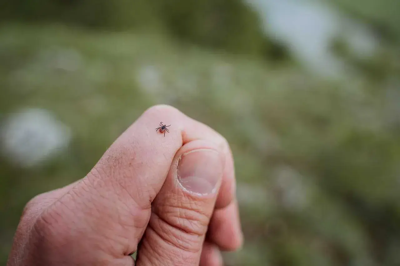 En fästing på ett finger, en potentiell risk för borrelia hos barn.