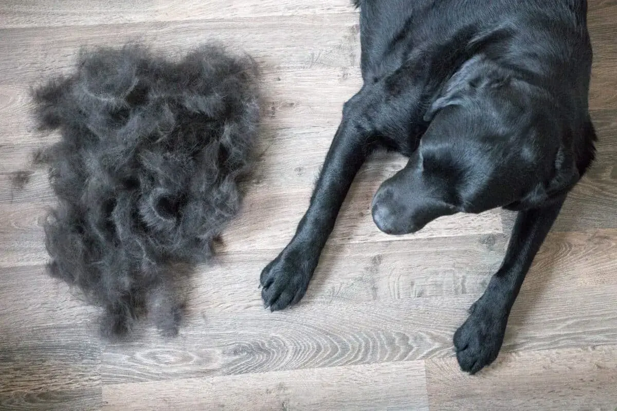 Un cane nero giace accanto a una grande massa di pelo perso, un segno visibile di quanto dura la muta del cane.