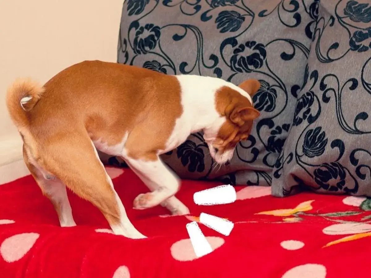 Mi perro rasca el suelo por la noche, buscando su juguete escondido bajo la manta roja con lunares blancos.