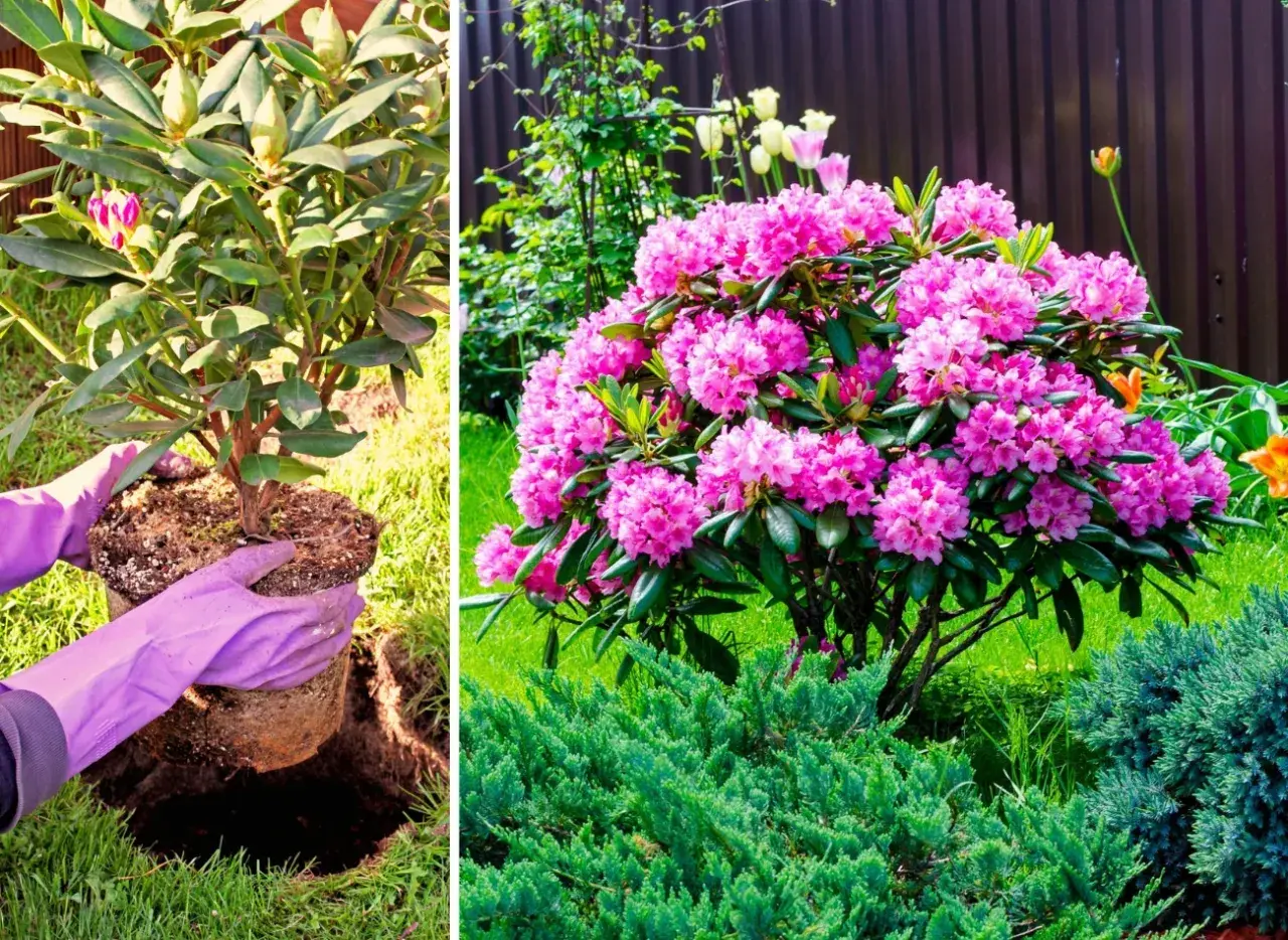 Sadzenie rododendrona obok innych roślin, kwitnący rododendron z różowymi kwiatami.