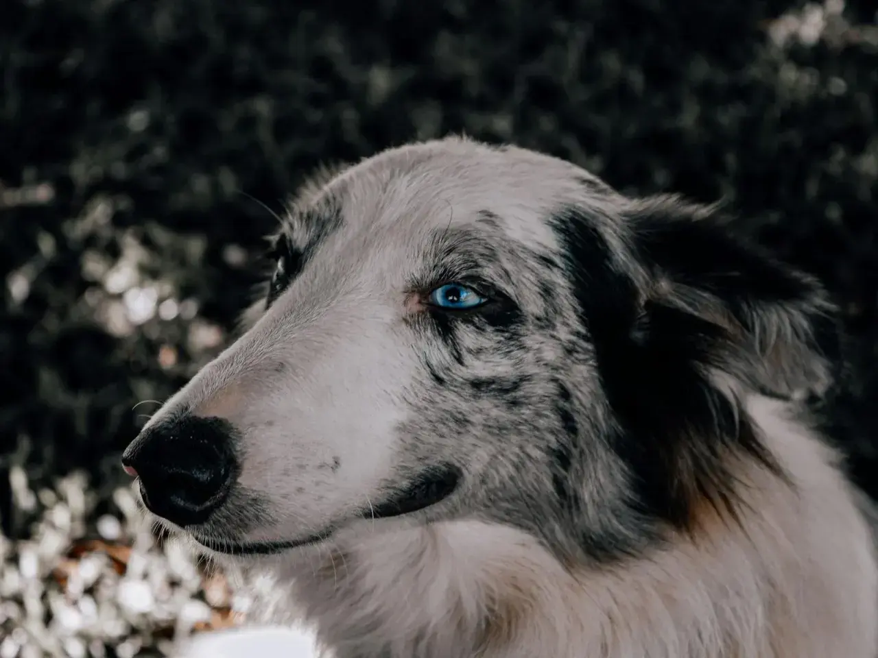 Ein Hund mit auffallend blauen Augen und nach hinten gelegten Ohren blickt nach links.
