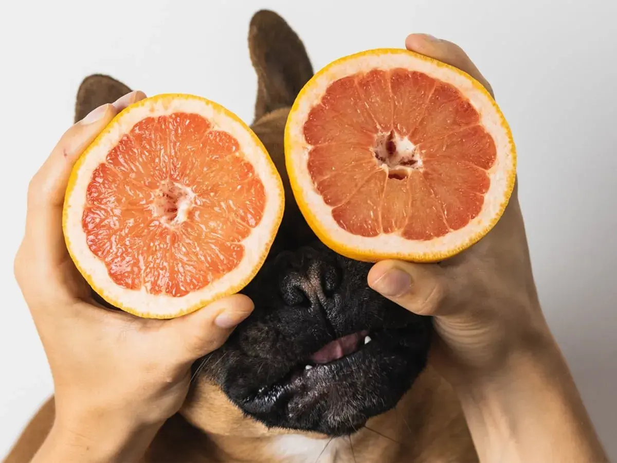 A dog peeks out from behind two halves of grapefruit held by hands. This image playfully asks, "Can dogs eat grapefruit?