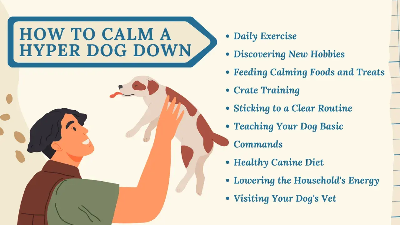 Illustration showing how to calm a dog down instantly with tips like daily exercise and calming foods.