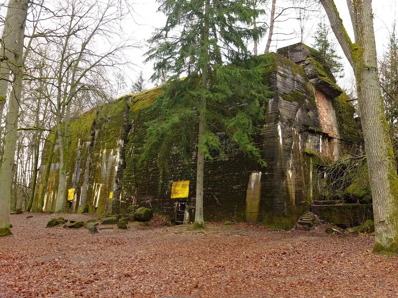 Masywny bunkier porośnięty mchem i bluszczem, część historycznego Wilczego Szanieca, otoczony jesiennym lasem.