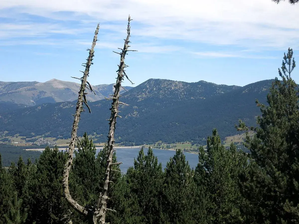 Dos árboles secos se alzan sobre un paisaje de **Alta Cerdanya** con montañas, un lago y pinos verdes.