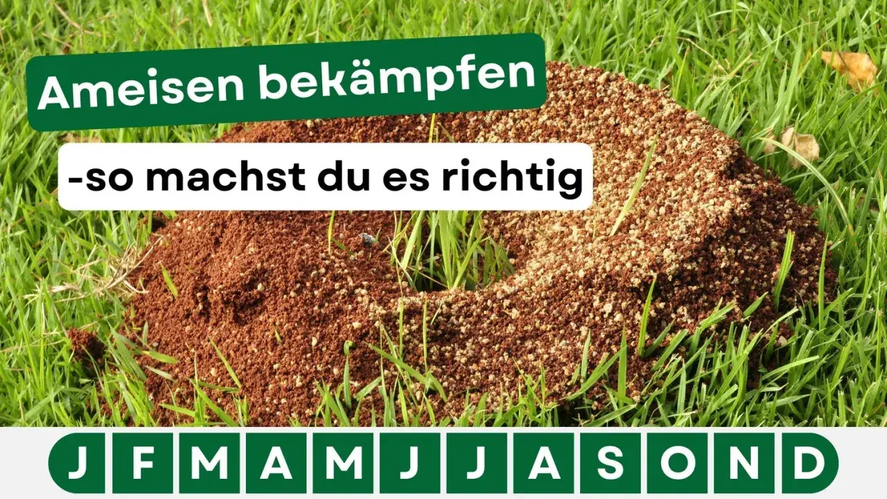 Ameisenhügel im Gras. Text: "Ameisen bekämpfen - so machst du es richtig". Hier gibt es Tipps für hausmittel gegen ameisen.