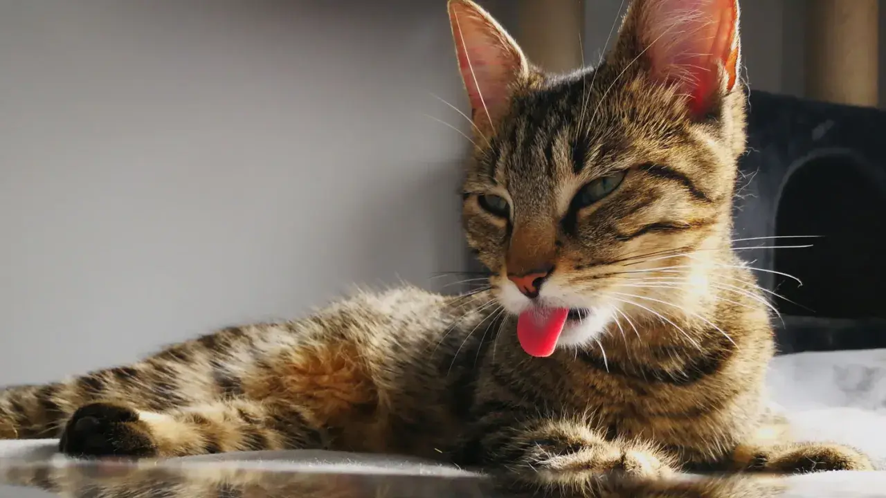 A tabby cat with its tongue sticking out, lying down.