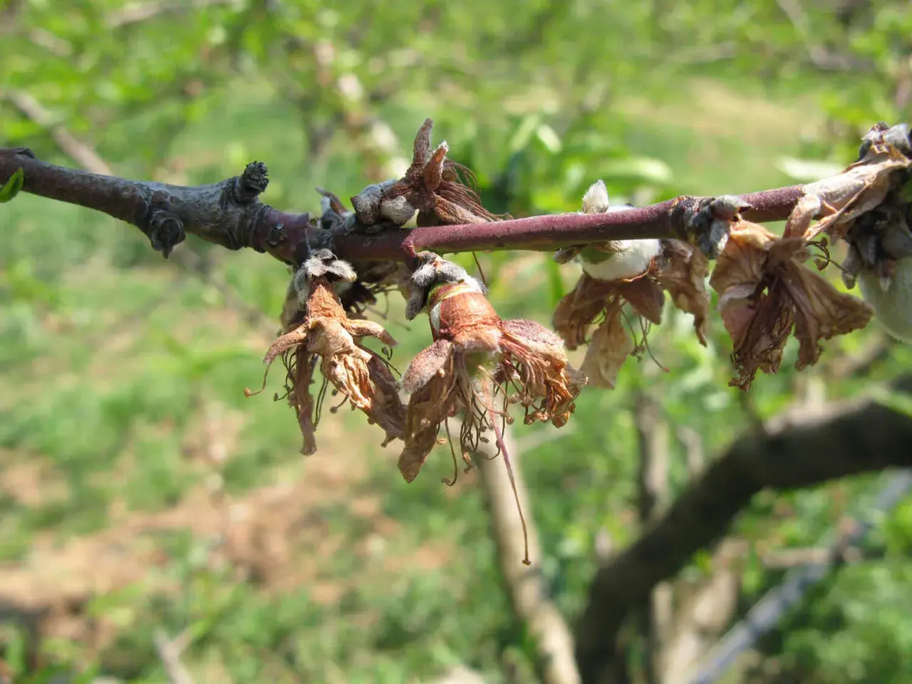 Rami di albicocco colpiti da monilia, con fiori secchi e marci che pendono.