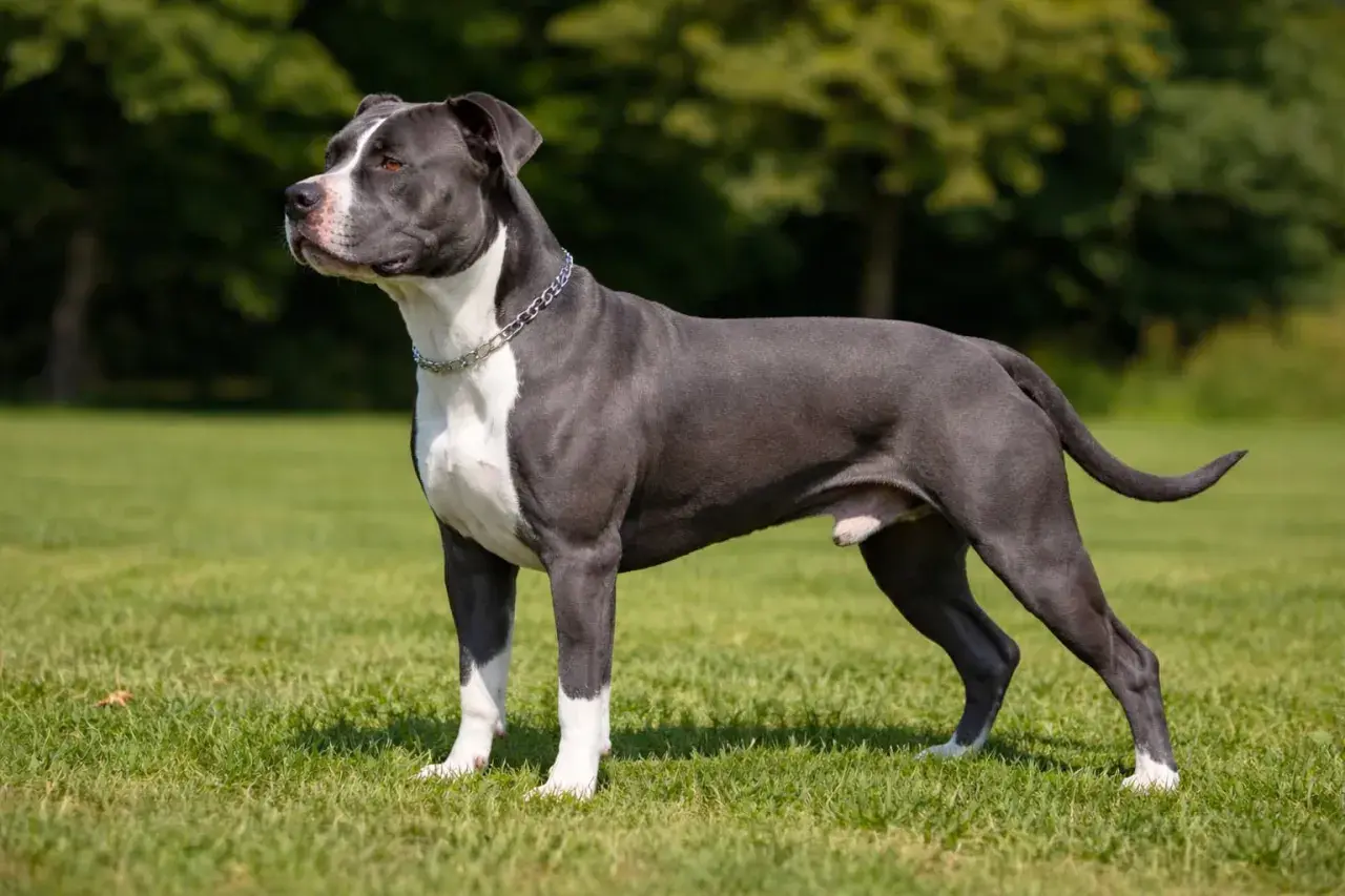 Elegancki staffordshire bull terrier blue na trawie, z białą klatką piersiową i łapami.