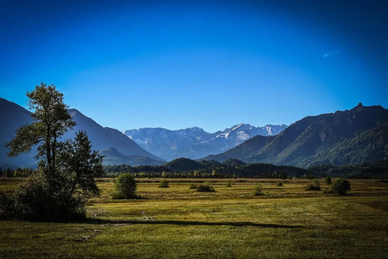 Weite Ebene im **Murnauer Moos** mit einem einzelnen Baum im Vordergrund und schneebedeckten Bergen am Horizont unter strahlend blauem Himmel.