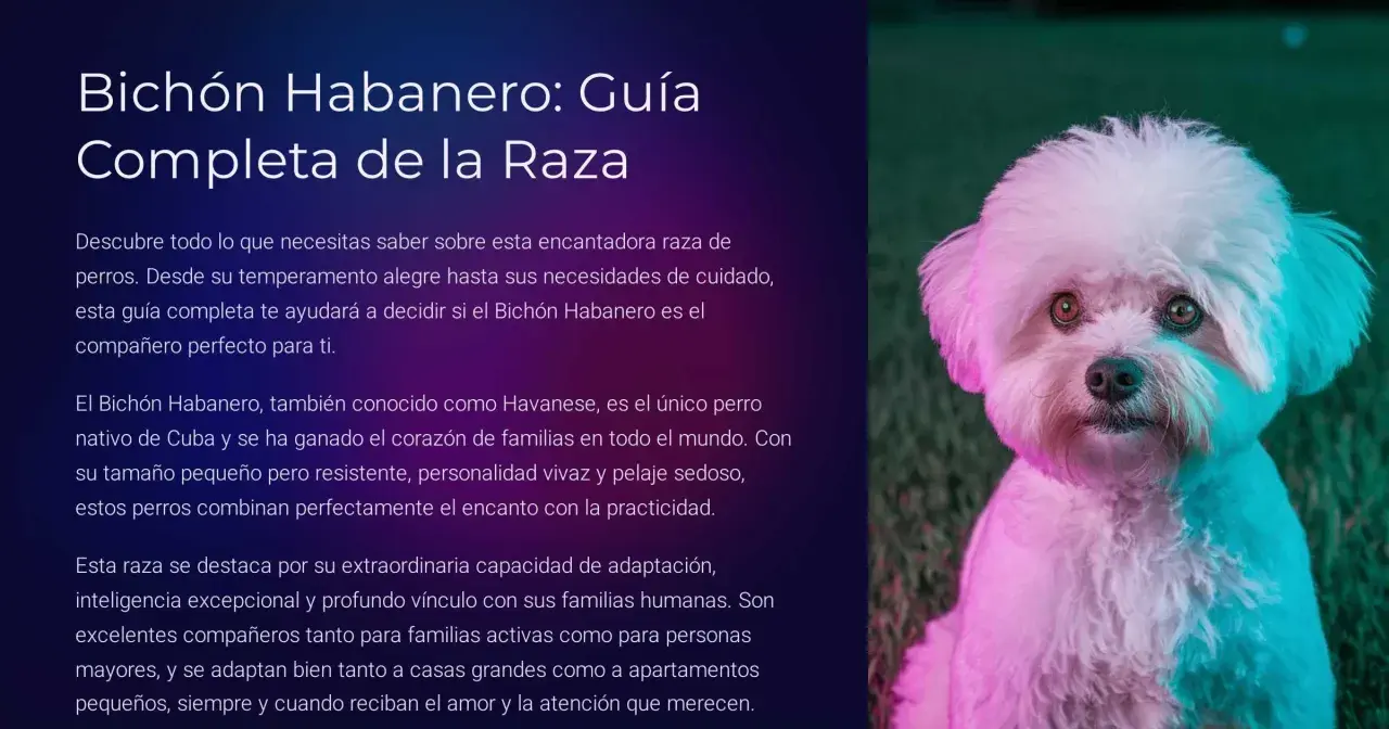 Un adorable Bichón Habanero, con su pelaje blanco y ojos expresivos, mira a la cámara.