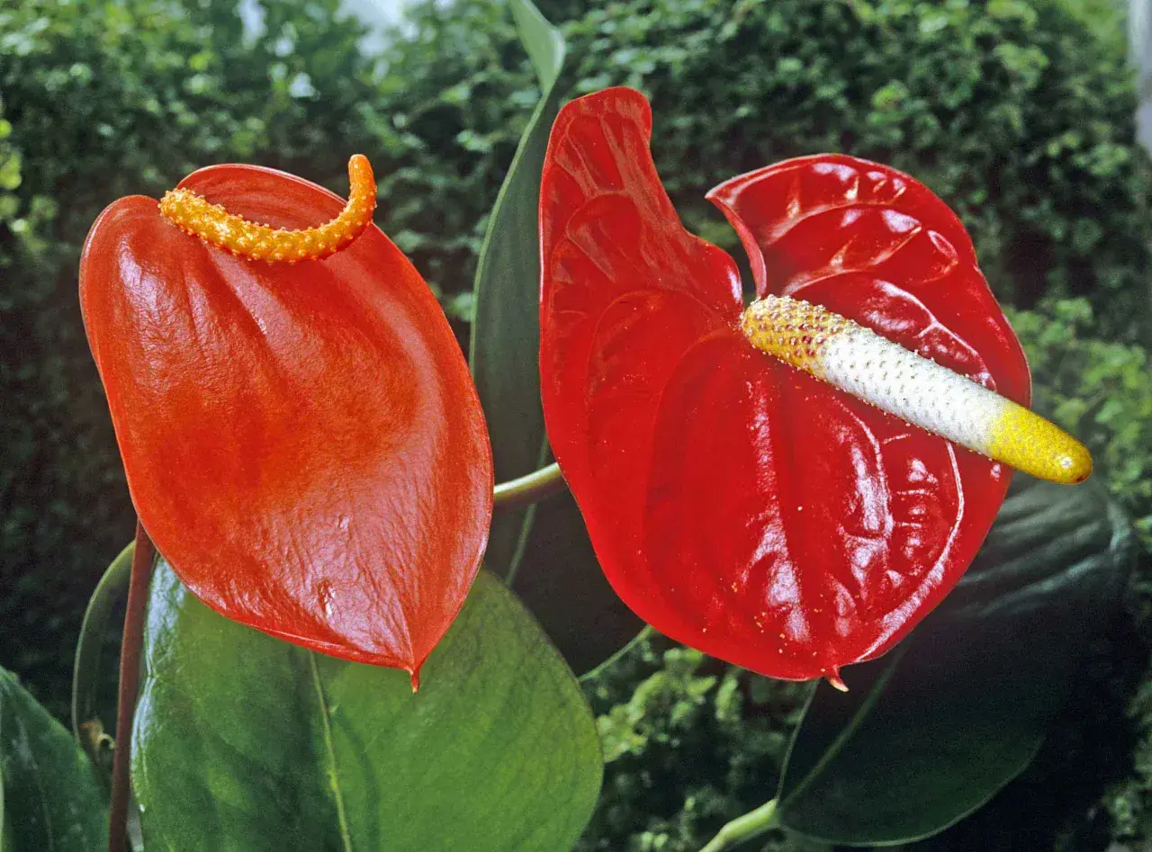 Två röda anthuriumblommor, som liknar en flamingo, med gröna blad i bakgrunden.