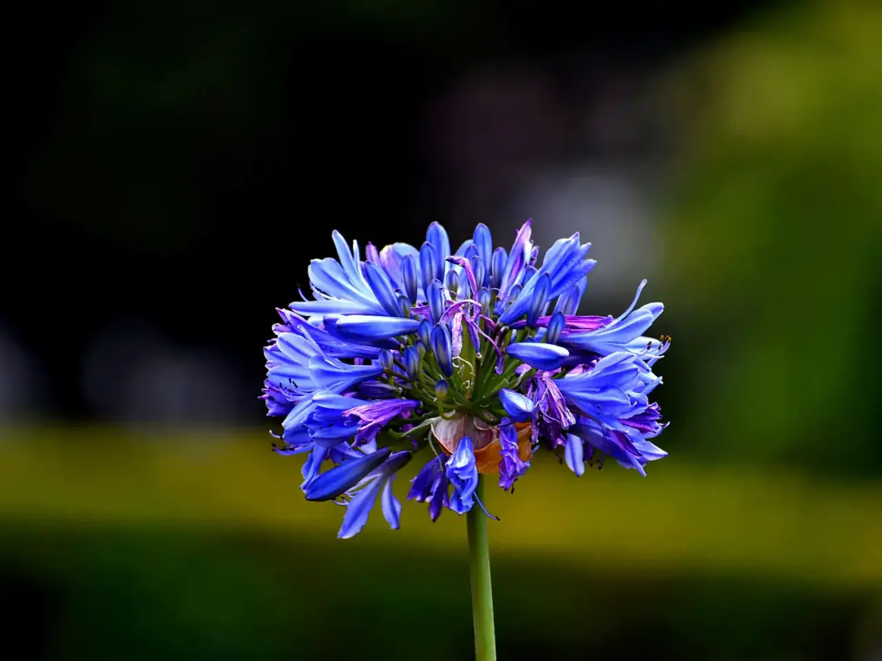 Une magnifique agapanthe en pleine floraison, ses pétales bleus éclatants se détachant sur un fond flou de verdure.