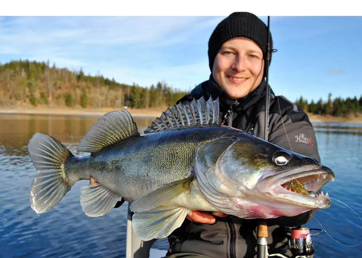 Glücklicher Angler hält stolz einen großen Zander, gefangen an der Bleilochtalsperre.