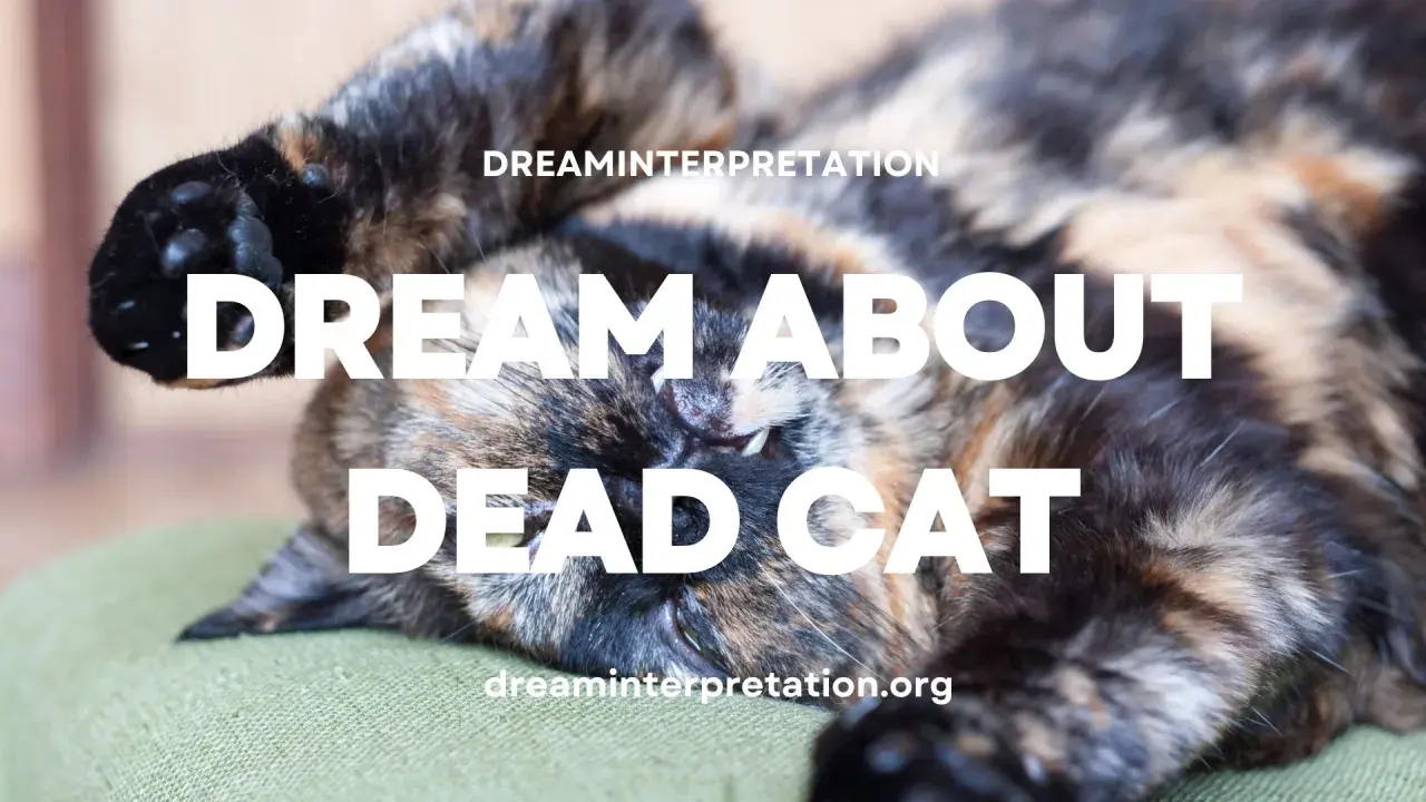 Un gato atigrado duerme boca arriba. El texto dice "DREAM ABOUT DEAD CAT", sugiriendo que podrías soñar con gatos muertos.