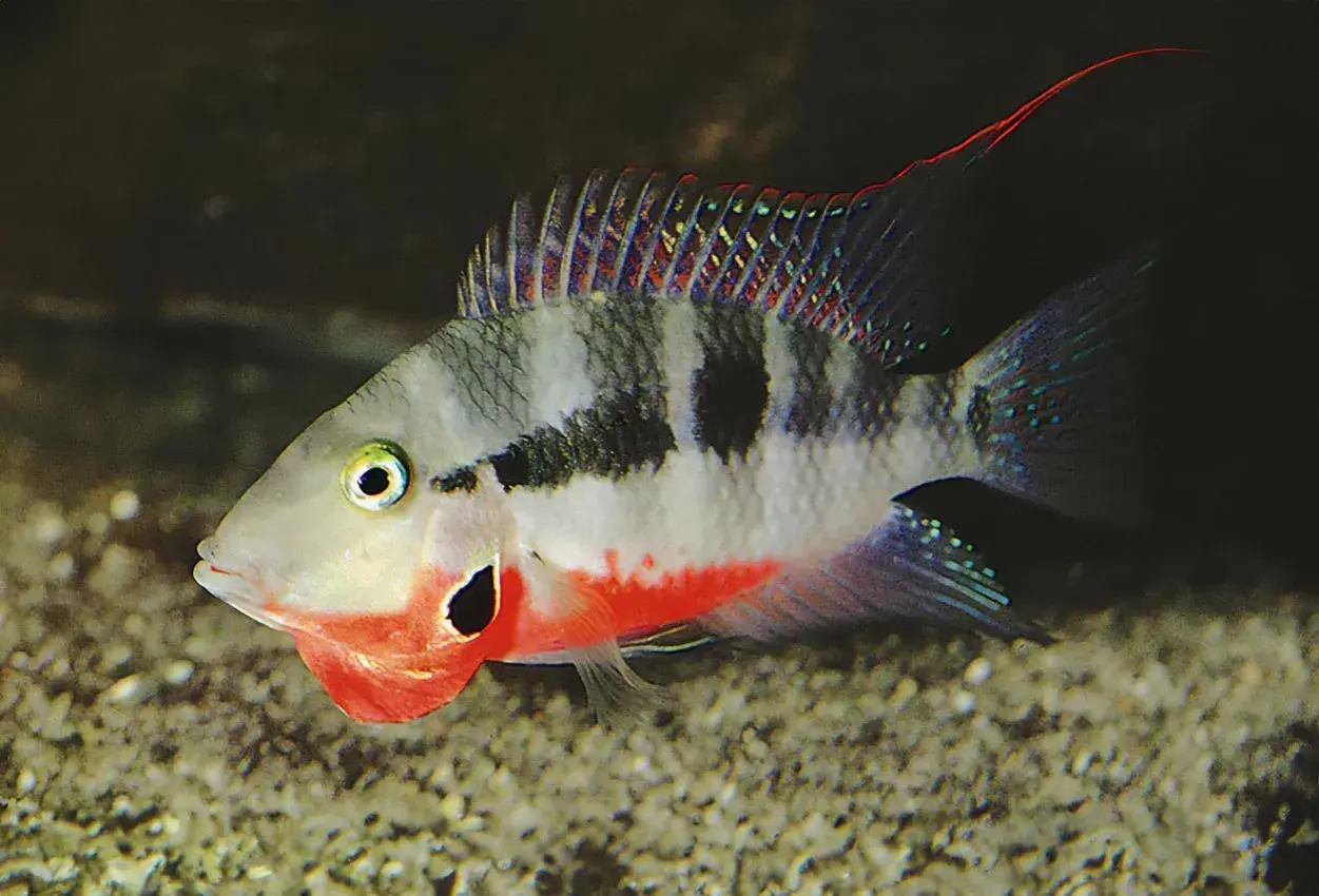 Färgglad fisk med röd strupe och svarta fläckar. Kanske trivs den i Linköpings vatten med rätt hårdhet.