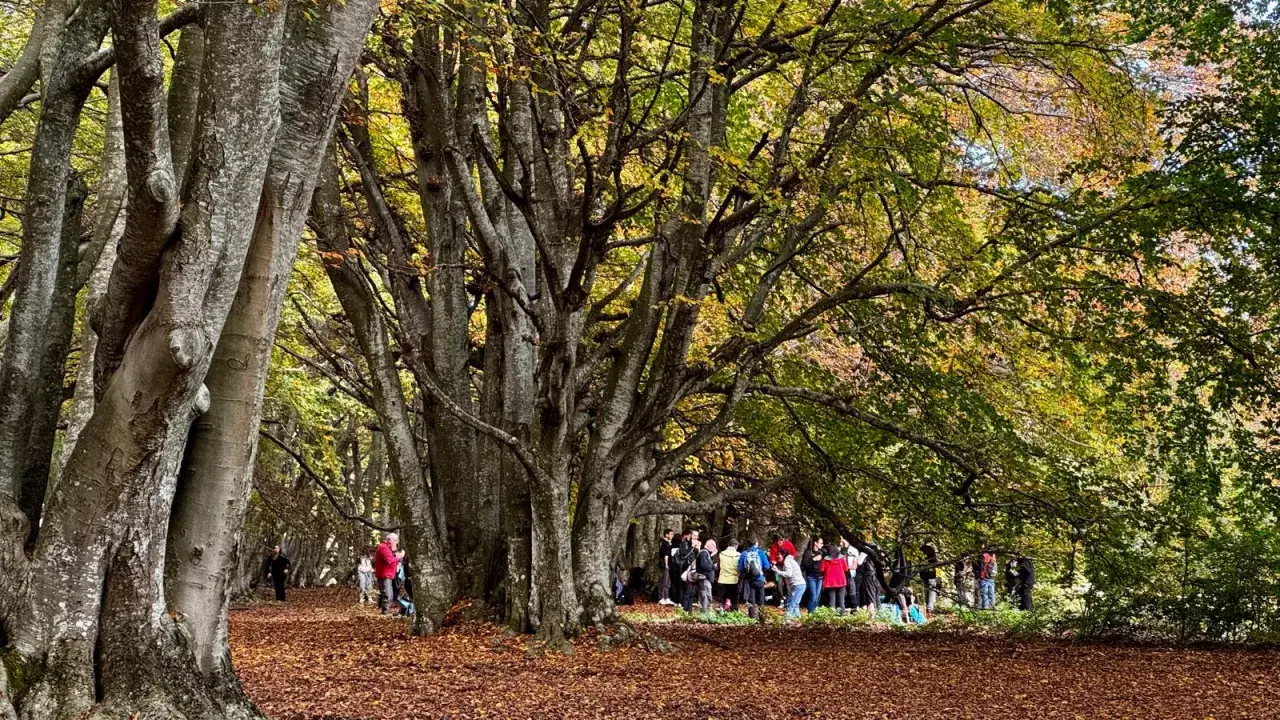 Un sentiero nella faggeta di Canfaito, con foglie autunnali a terra e un gruppo di persone che passeggia tra gli alberi maestosi.