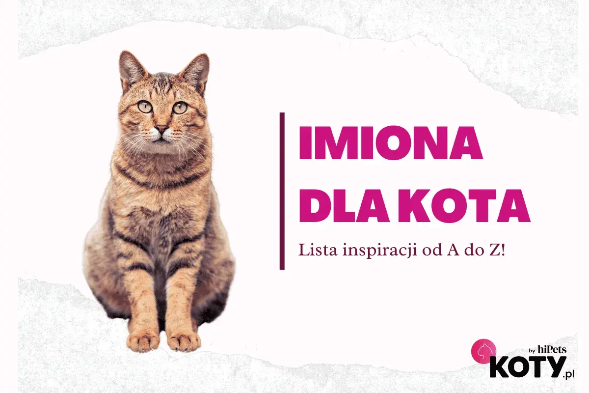 Siedzący kot, obok tekst "IMIONA DLA KOTA. Lista inspiracji od A do Z!".