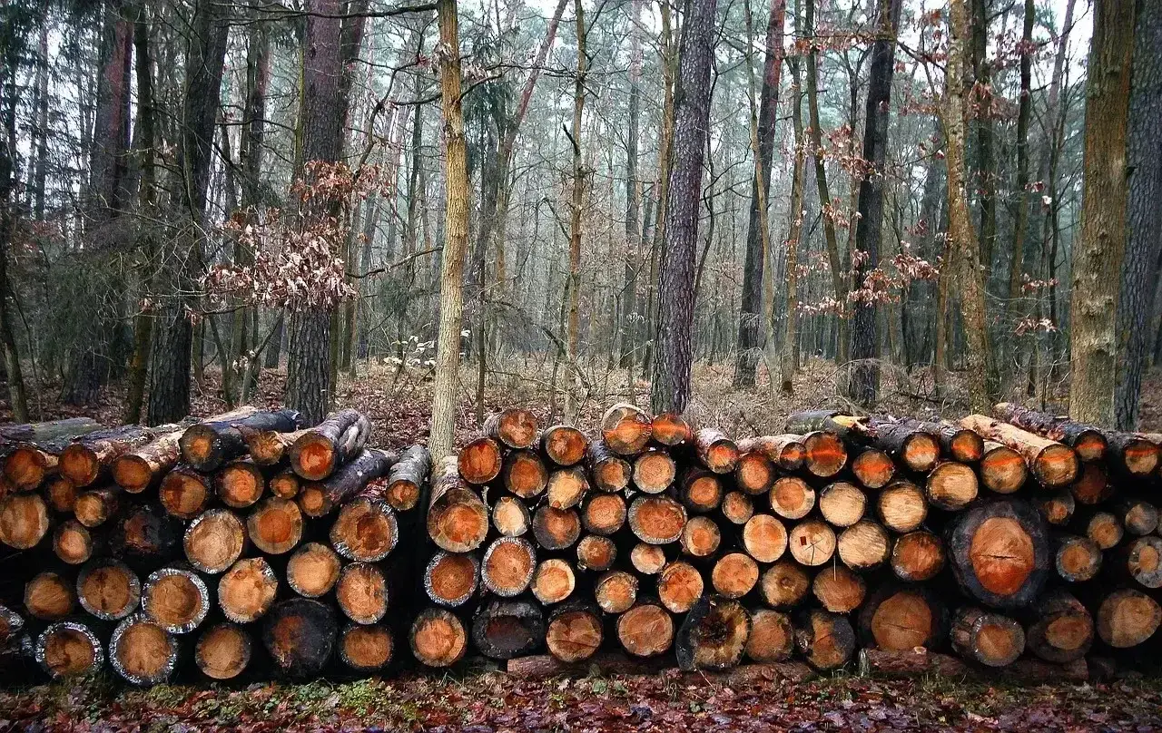 Stos drewna w lesie, gotowy do sezonowania. Drewno, ze względu na swoją higroskopijność, wchłania wilgoć z otoczenia.