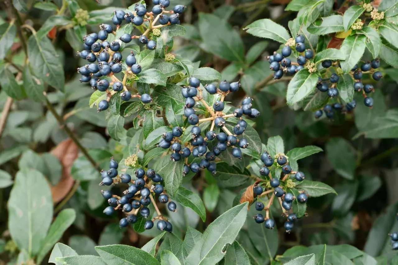 Dunkelblaue Beeren am Viburnum tinus, der giftig ist. Die glänzenden Früchte hängen in Büscheln an Zweigen mit grünen Blättern.