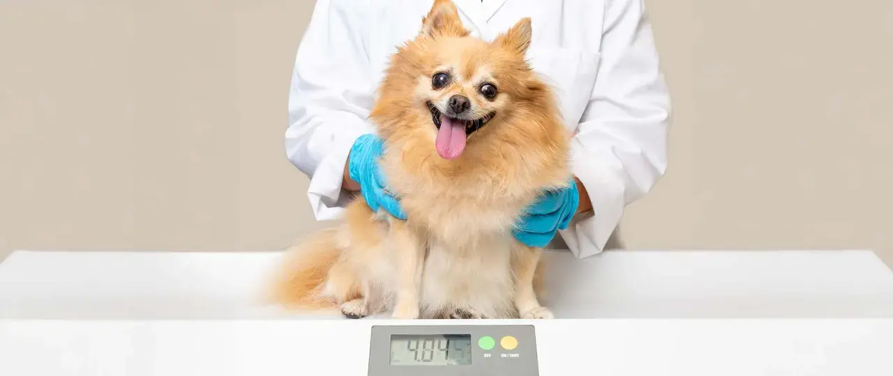 Ein Pomeranian sitzt auf einer Waage, während eine Person in einem weißen Kittel und blauen Handschuhen ihn hält. Das Gewicht von 4.84 kg wird angezeigt. Dies hilft bei der Bestimmung, wieviel Futter ein Hund benötigt.