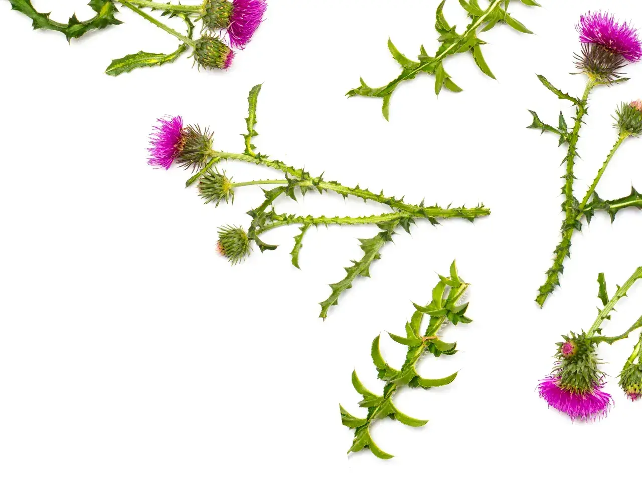 Lila Blüten und stachelige Blätter von Mariendistel-Pflanzen. Die Mariendistel wirkung ist bekannt für ihre leberschützenden Eigenschaften.