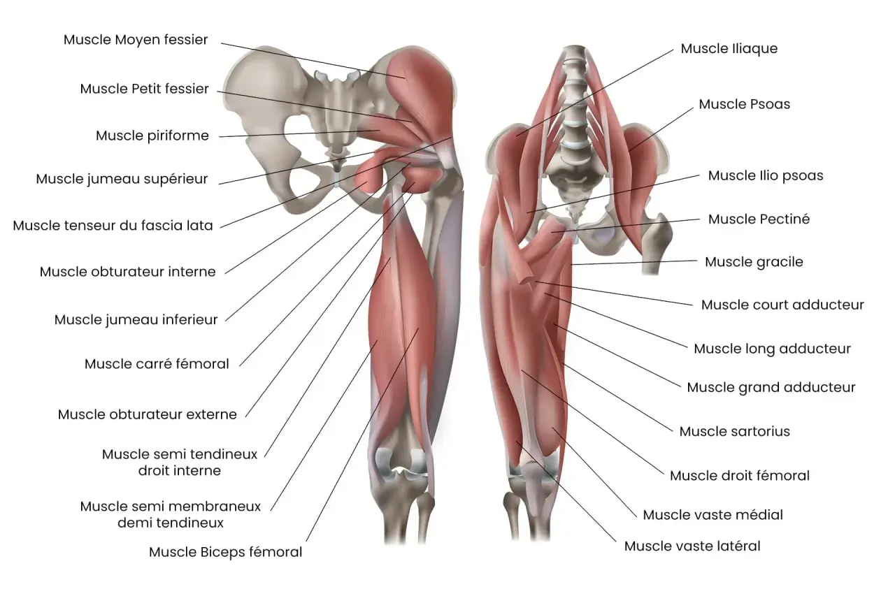 Anatomie du bassin et de la cuisse, montrant le muscle moyen fessier et les muscles autour de la hanche.