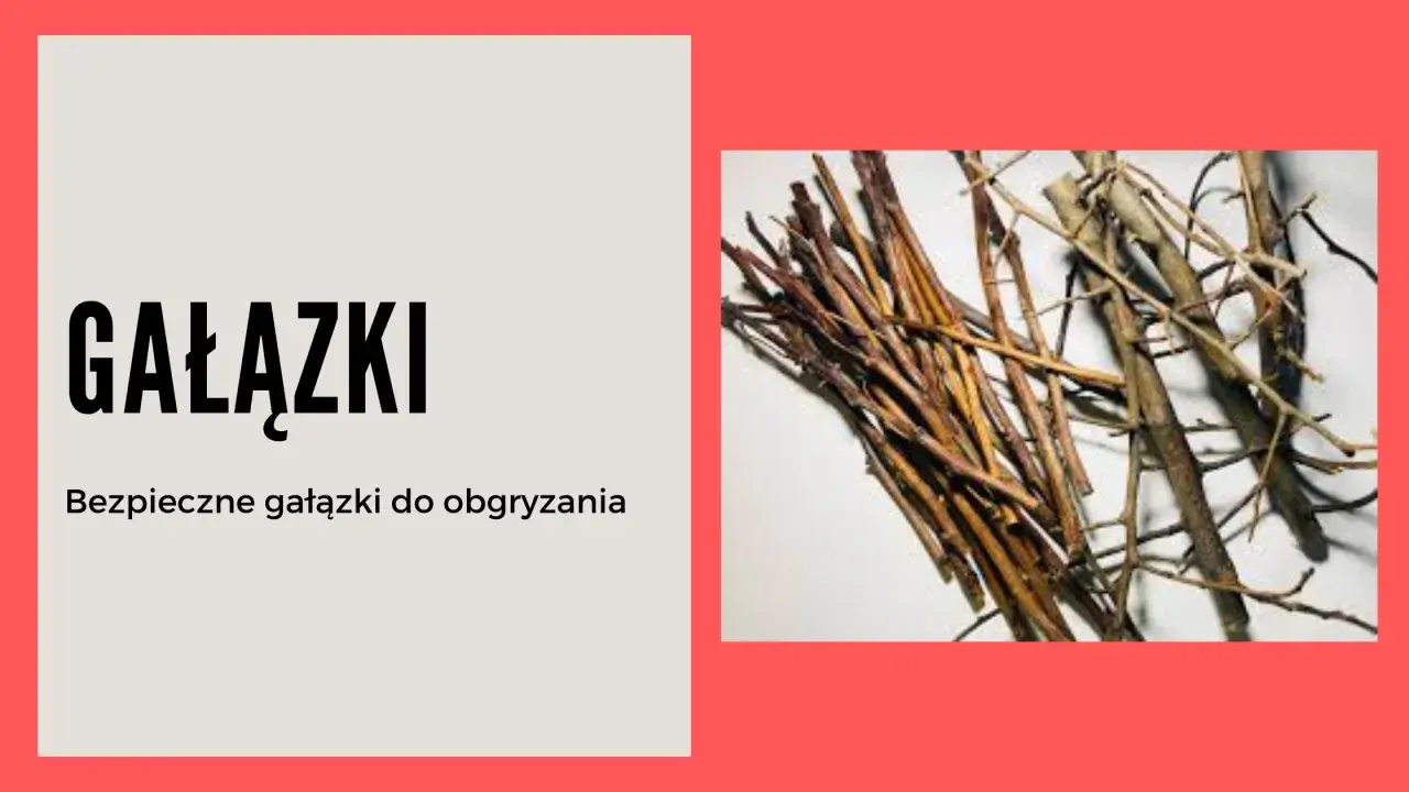 Gałązki brzozy to bezpieczny przysmak dla królika, który uwielbia je gryźć.