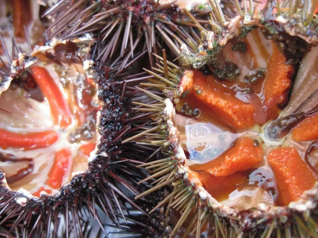 Interno di ricci di mare freschi, con le loro gonadi arancioni e rosse pronte per essere gustate.