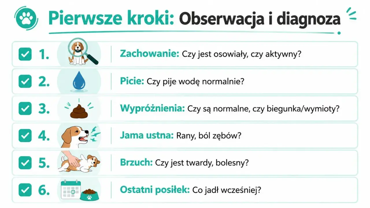 Szczeniak nie chce jeść? Sprawdź jego zachowanie, picie, wypróżnienia, jamę ustną, brzuch i ostatni posiłek.