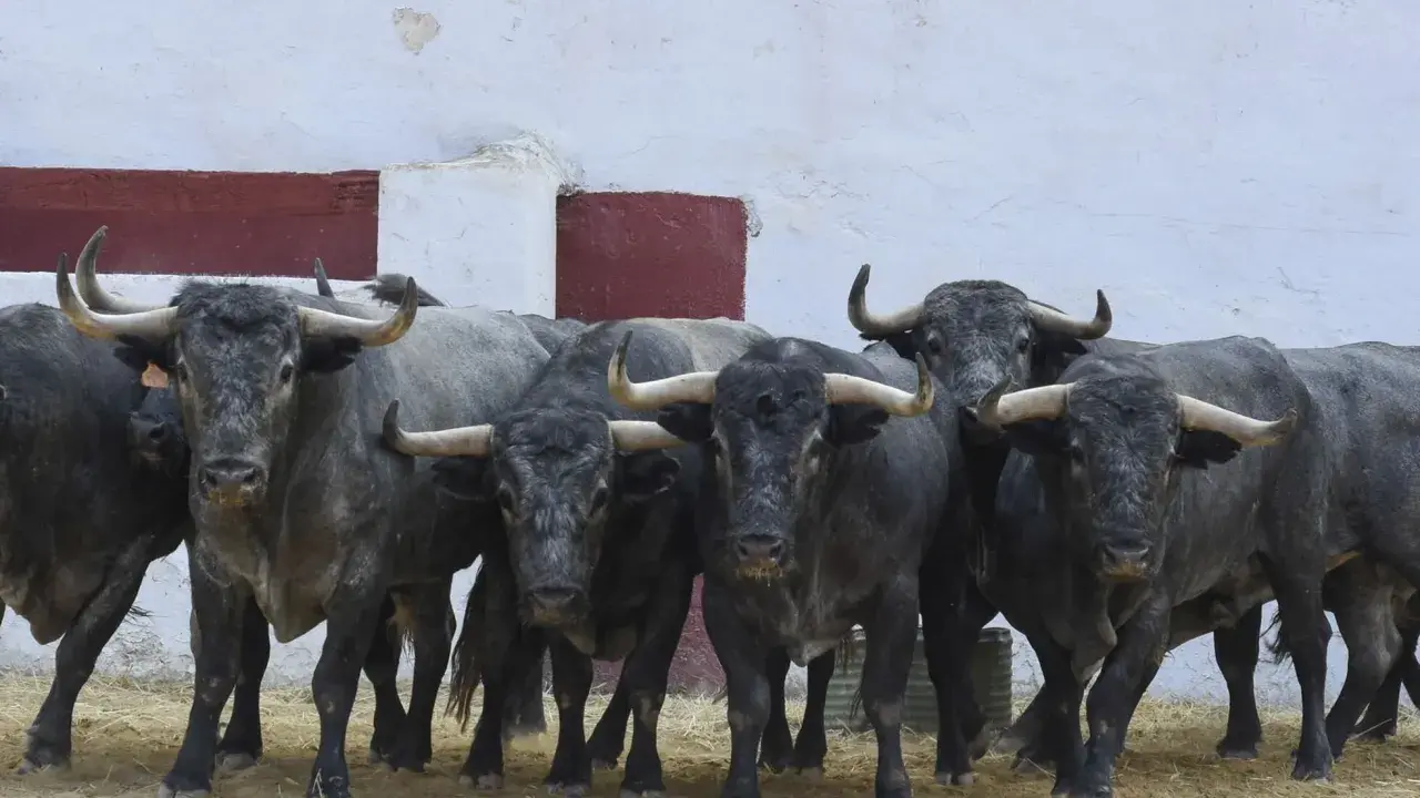 Toros de lidia de la ganadería Adolfo Martín, con sus imponentes cuernos y mirada fija, listos para la acción.