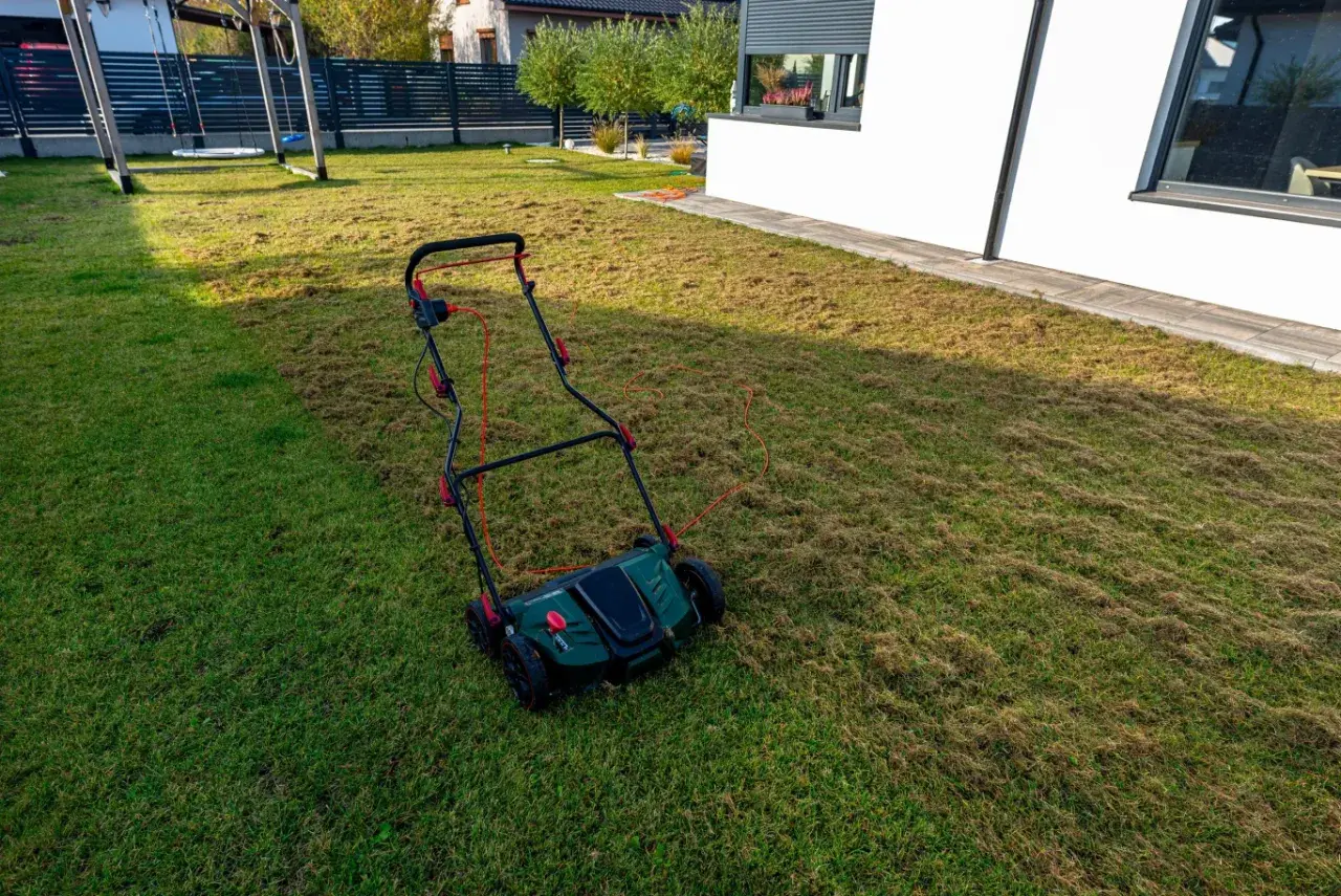 Wertykulacja trawnika w toku. Aerator pozostawił na trawie warstwę ściółki, przygotowując ją do lepszego wzrostu.