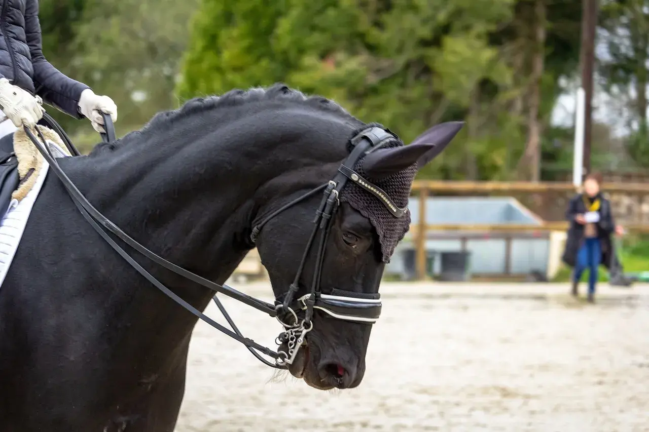Un cheval noir en plein galop 7, prêt pour la compétition. Sa crinière tressée et son filet orné de strass témoignent de son élégance.