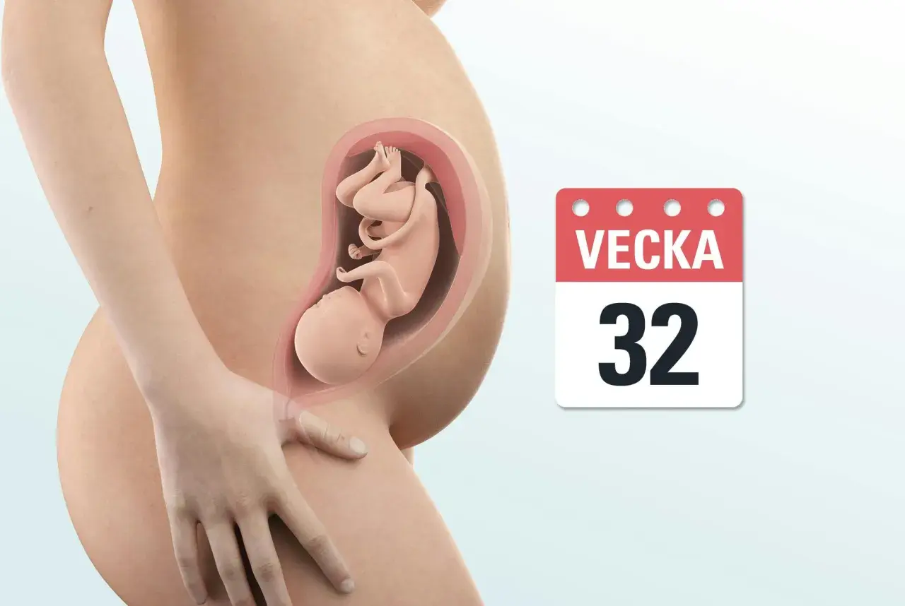 Gravid mage med foster i vecka 32. Kalenderikon visar "VEСKA 32".