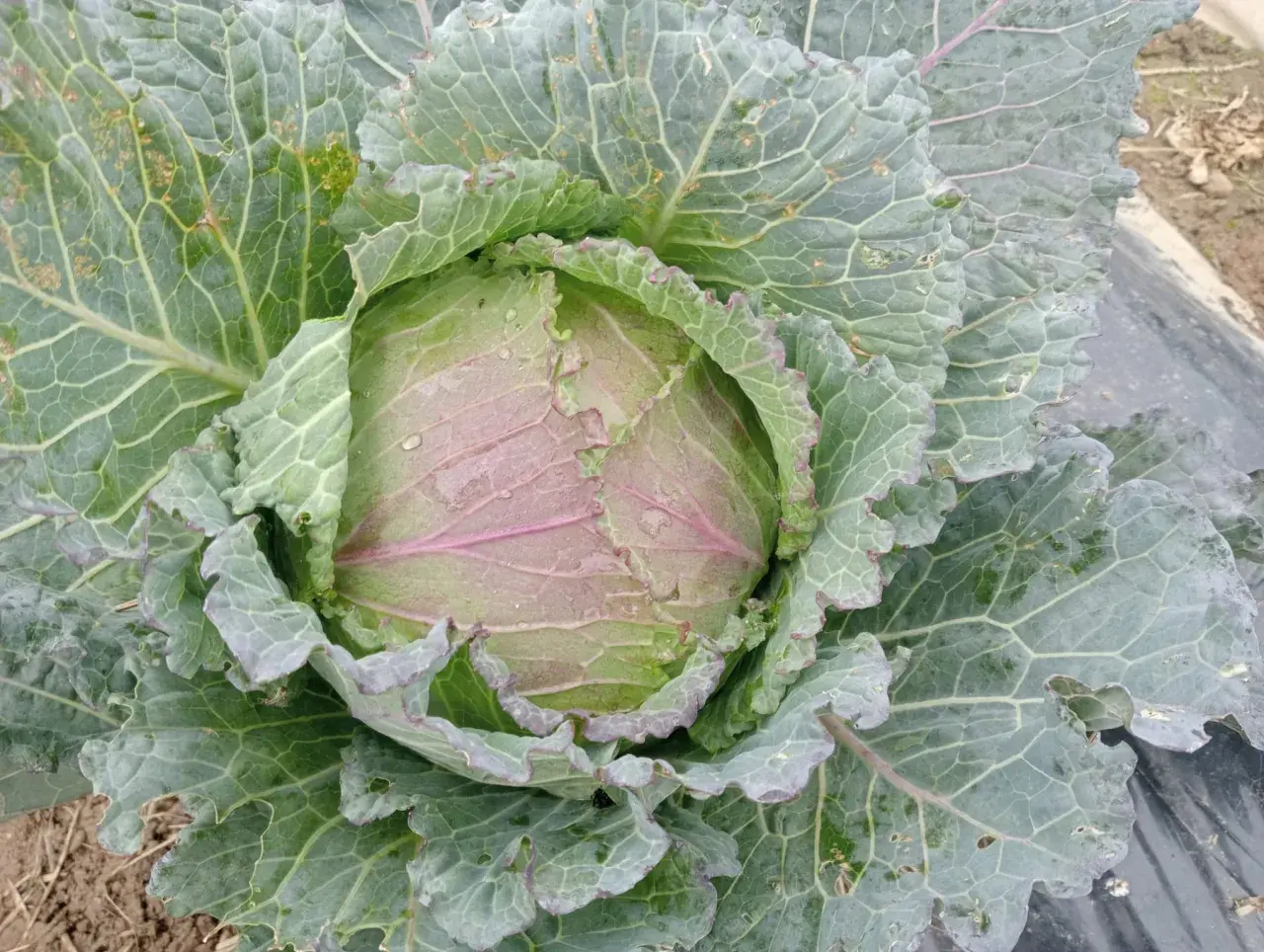 Cavolo verza con foglie verdi e violacee, bagnato dalla pioggia, pronto per essere raccolto.