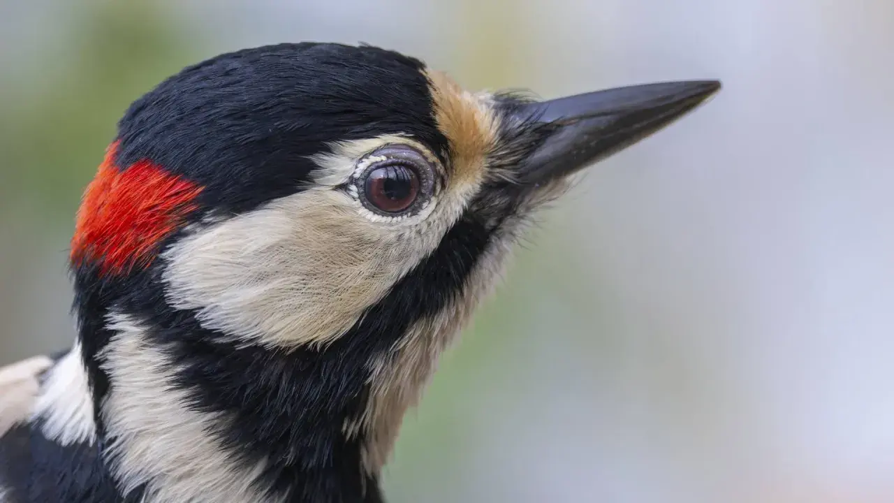 Nahaufnahme eines buntspechts im garten. Sein Auge blickt neugierig, das rote Fleckchen am Kopf leuchtet.