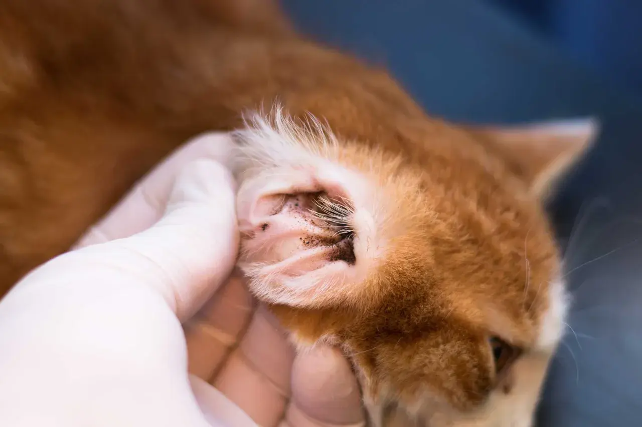 Tierarzt untersucht das Ohr einer Katze auf Ohrmilben. Dunkle Ablagerungen sind sichtbar.