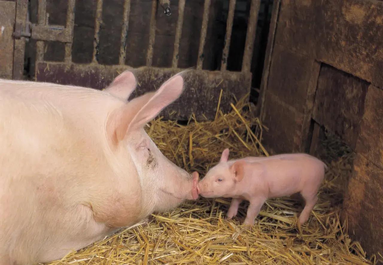 Une mère cochon et son petit se touchent le groin dans une porcherie. Une tendre image qui évoque la durée de vie d'un cochon, de sa naissance à sa maturité.