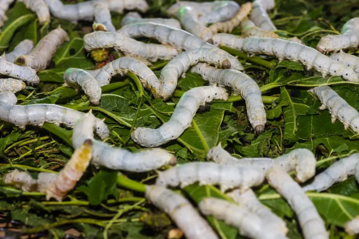 Un montón de gusanos blancos se arrastran sobre hojas verdes. Es como soñar con gusanos blancos, una escena de crecimiento y transformación.