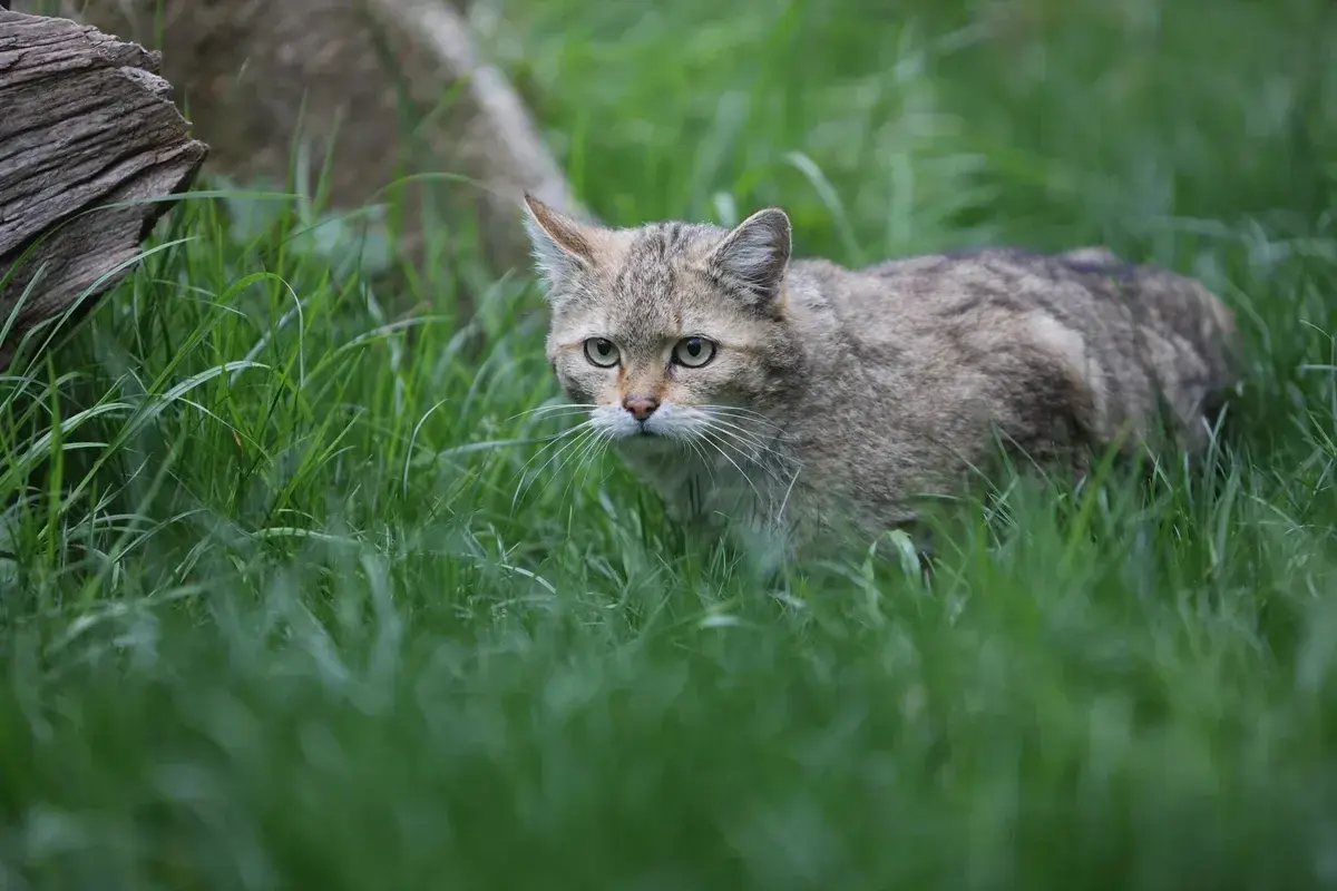Eine scheue Wildkatze in Deutschland pirscht durch hohes Gras.