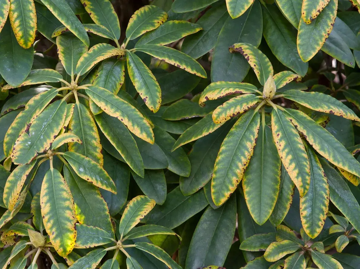 Gros plan sur des feuilles de rhododendron, certaines présentant des taches et des bordures jaunes, signe d'un besoin de nutriments.