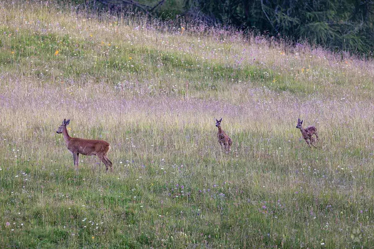 Tre caprioli in un prato fiorito. Una foto con animali che mostra la bellezza della natura.