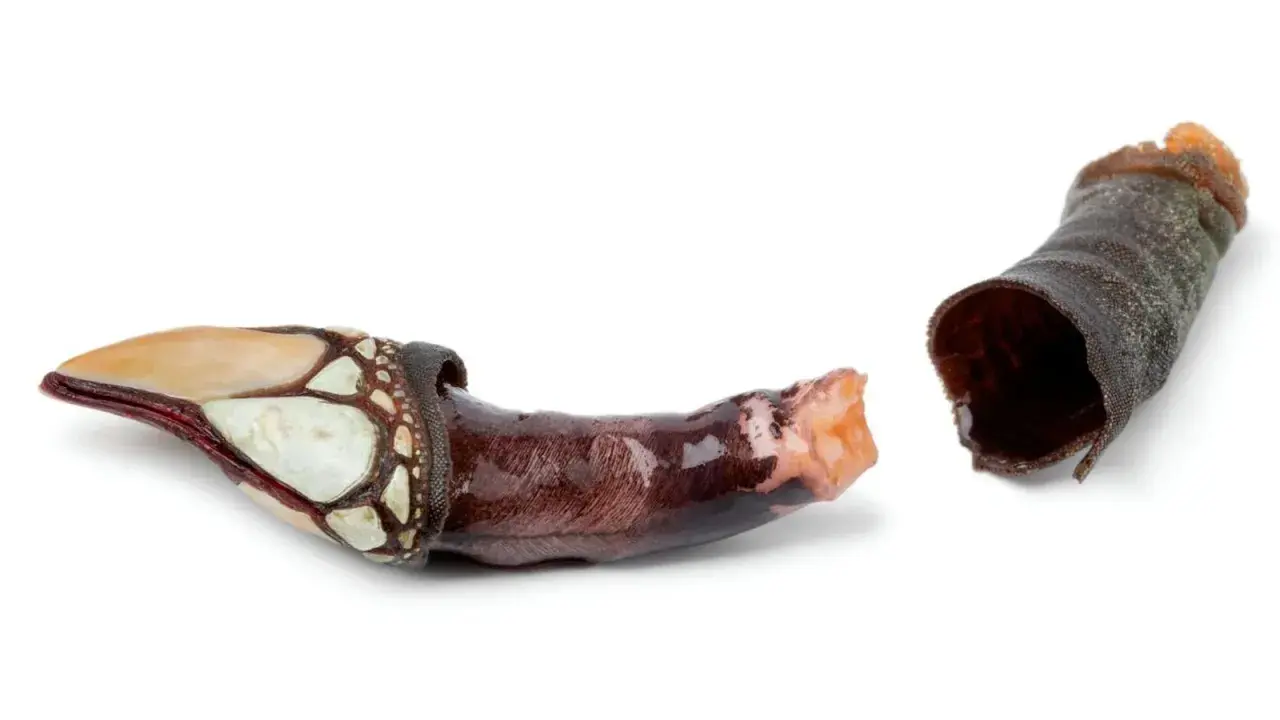 Dos percebes marisco, uno con su caparazón blanco y marrón, y otro con su pedúnculo oscuro y arrugado.