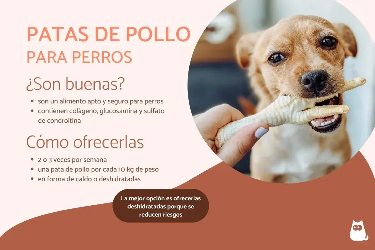 Un perro feliz muerde una pata de pollo. Las patas de pollo son un snack saludable y seguro para perros, rico en colágeno.