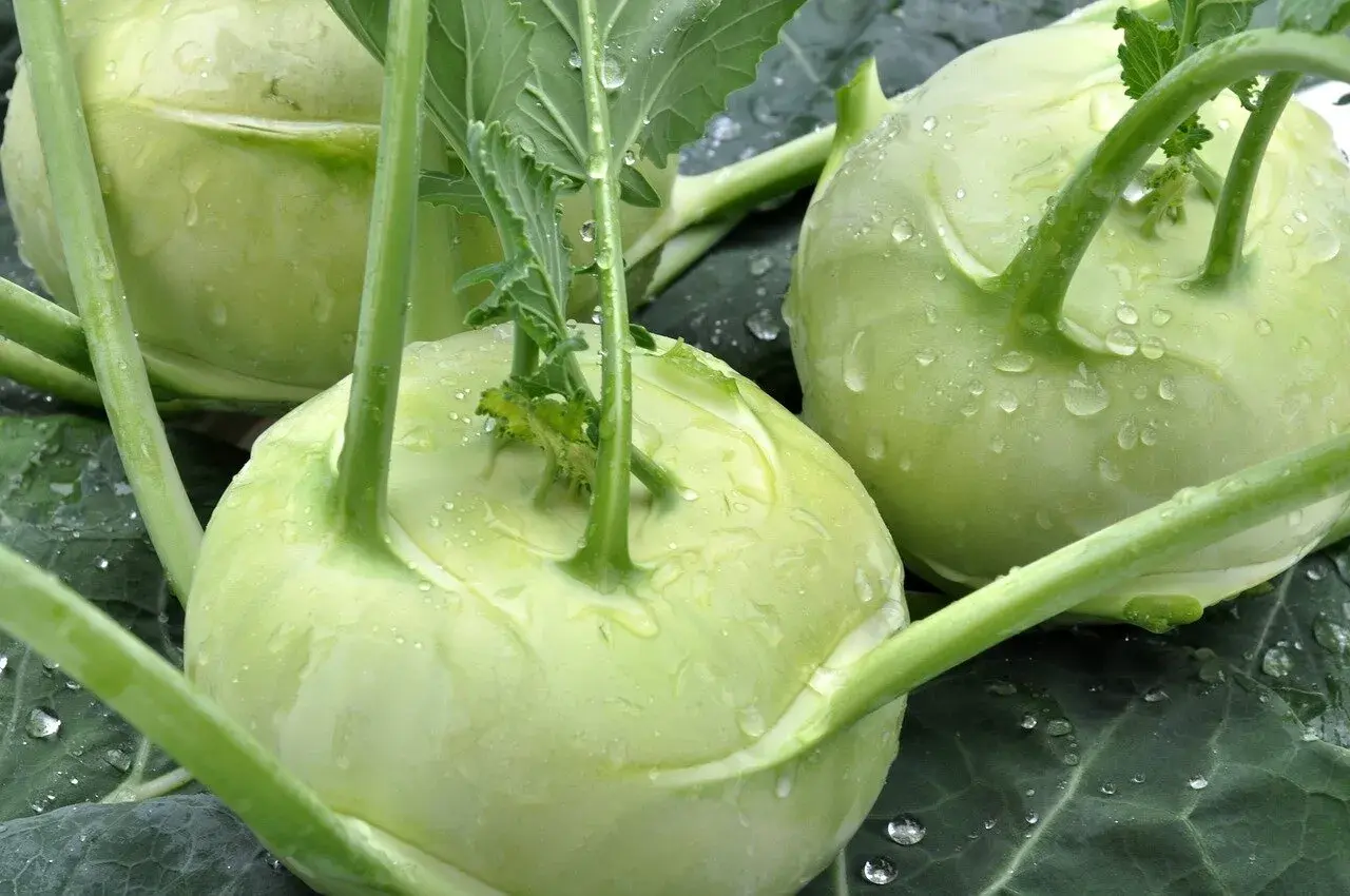 Choux-raves frais et humides, parfaits pour une recette de chou rave.