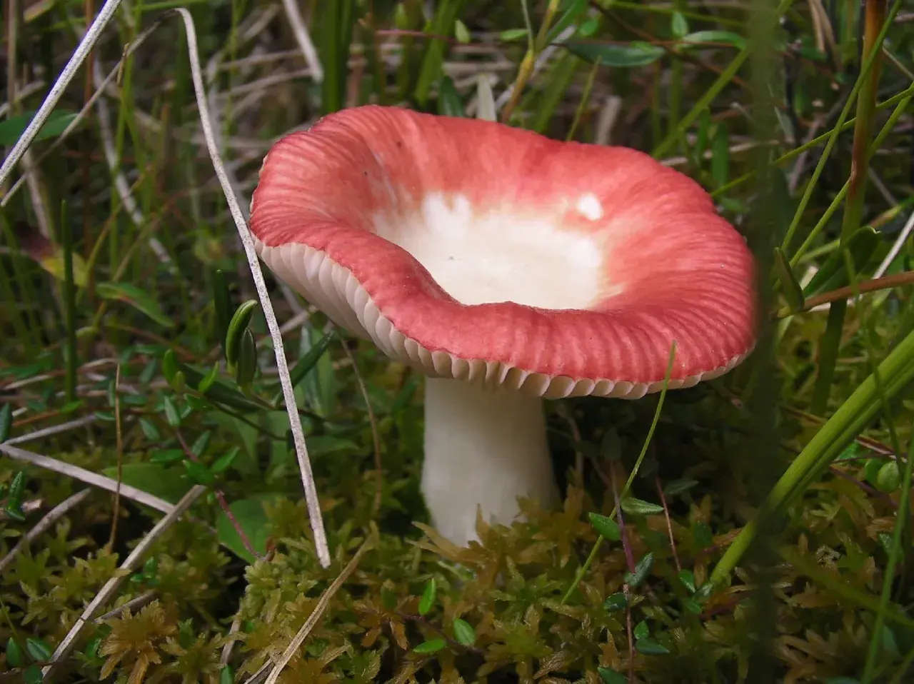 Gołąbek wymiotny - Cechy, właściwości, zastosowanie