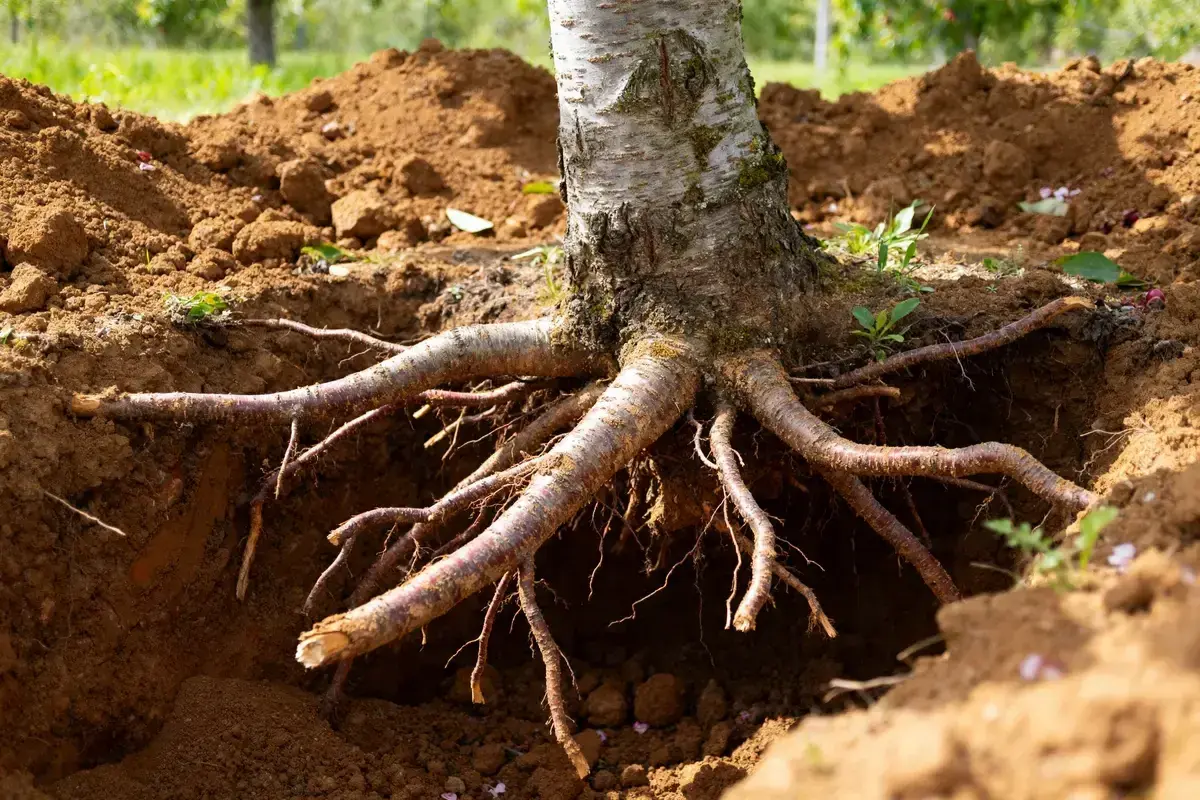 Gros plan sur les racines d'un jeune cerisier, prêt pour sa plantation. La distance entre la plantation et la maison est encore à définir.