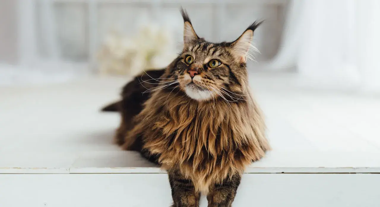Majestatyczny Maine Coon o brązowym futrze, z puszystą grzywą i charakterystycznymi pędzelkami na uszach, spogląda w górę.