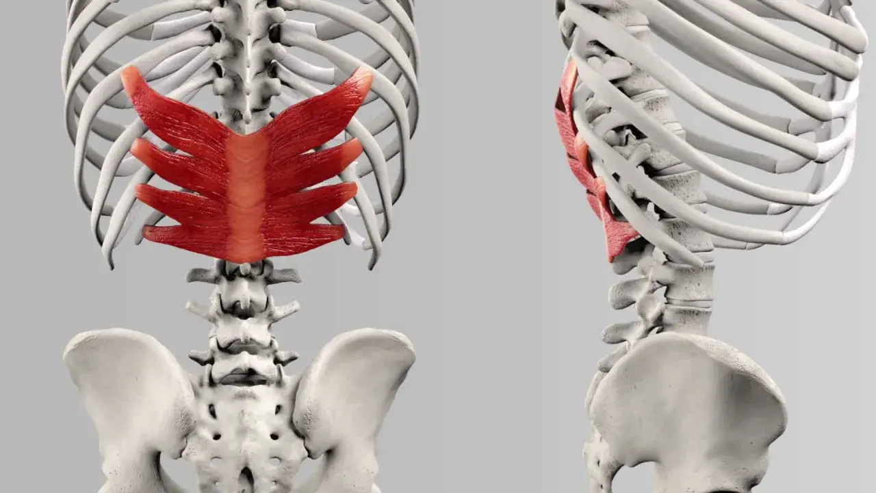 Rotes Muskelgewebe, der serratus posterior, bedeckt die Rippen und den oberen Teil der Wirbelsäule.